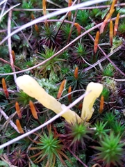 Clavaria argillacea