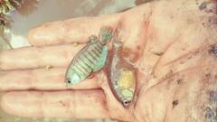 Austrolebias adloffi