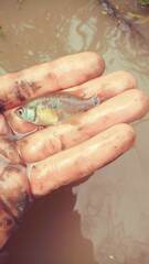 Austrolebias adloffi