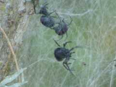 Parawixia bistriata