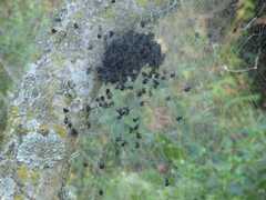 Parawixia bistriata
