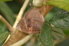 Mahathala ameria