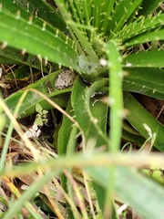 Boana pulchella