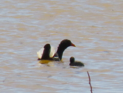 Gallinula chloropus meridionalis