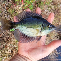 Centrarchus macropterus