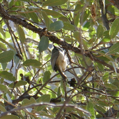 Baeolophus wollweberi