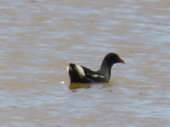 Gallinula chloropus meridionalis