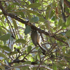 Baeolophus wollweberi