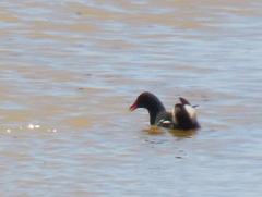 Gallinula chloropus meridionalis