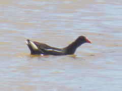 Gallinula chloropus meridionalis