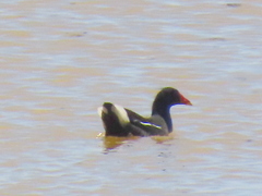 Gallinula chloropus meridionalis