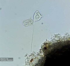 Vorticellidae