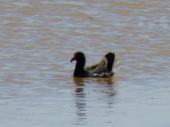 Gallinula chloropus meridionalis