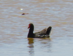 Gallinula chloropus meridionalis