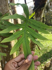 Polypodioideae