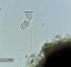 Vorticellidae