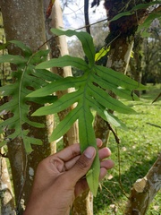 Polypodioideae