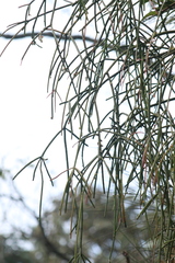 Rhipsalis baccifera