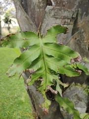 Phlebodium pseudoaureum