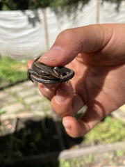 Pholidobolus vertebralis