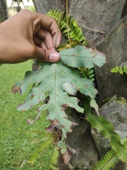 Phlebodium pseudoaureum