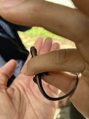 Pholidobolus vertebralis