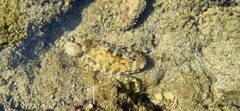 Decapoda