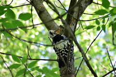 Dendrocopos leucotos