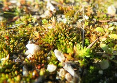 Acaulon