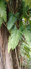 Philodendron