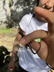 Pholidobolus vertebralis