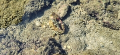 Decapoda