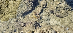 Decapoda
