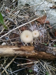 Lentinus swartzii image