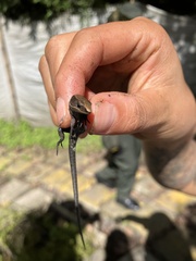 Pholidobolus vertebralis