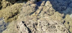 Decapoda