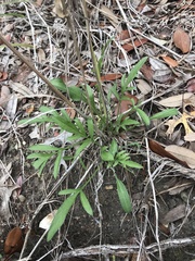 Ratibida columnifera