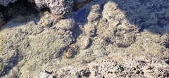 Decapoda