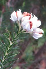 Erica triflora