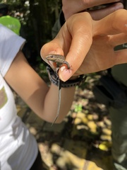 Pholidobolus vertebralis