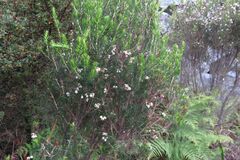 Erica triflora