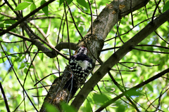 Dendrocopos leucotos