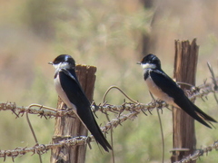Hirundo albigularis
