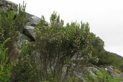 Erica triflora