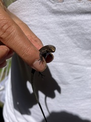 Pholidobolus vertebralis