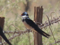 Hirundo albigularis