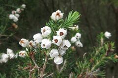 Erica triflora