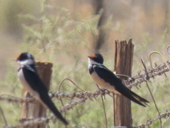 Hirundo albigularis