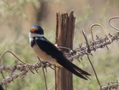 Hirundo albigularis