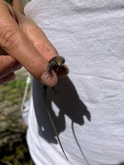 Pholidobolus vertebralis